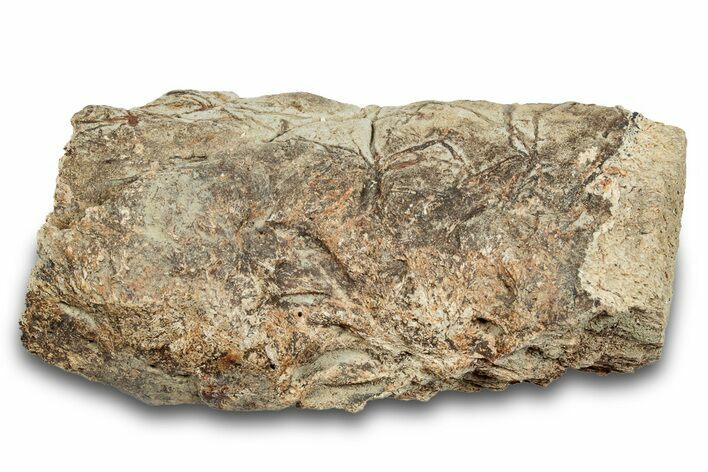 Dinosaur (Triceratops) Frill Shield Section - Montana #264983